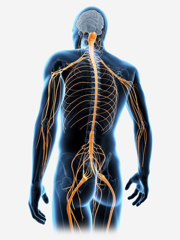 Nervensystem Rücken Körper