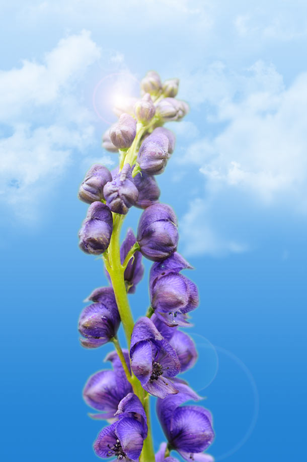 Lumbagil Heilpflanze Naturheilkräfte lila